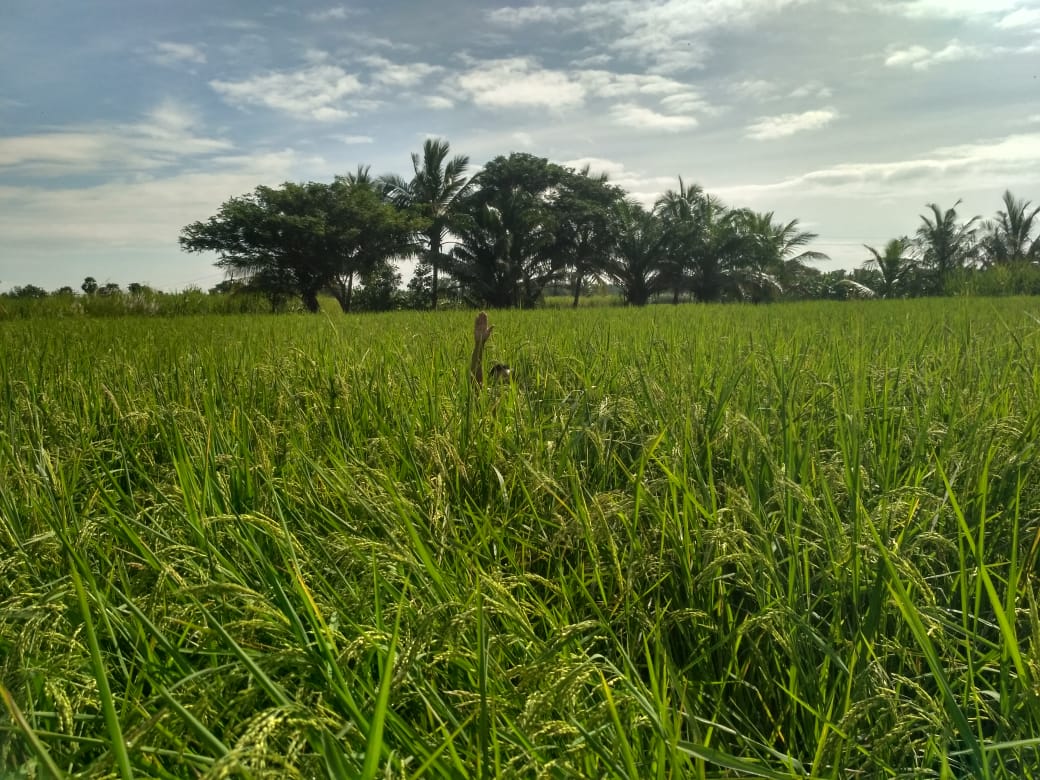 மாப்பிள்ளை சம்பா