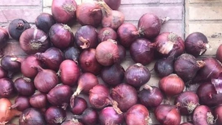 எகிப்து வெங்காயம்