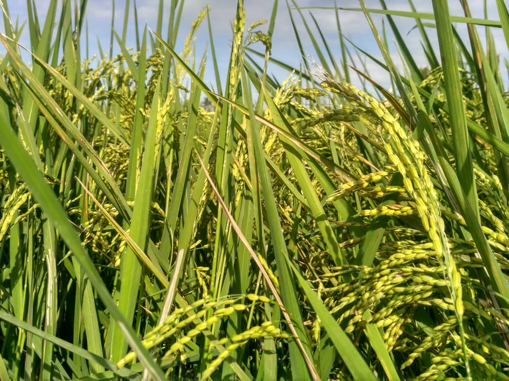 மாப்பிள்ளை சம்பா