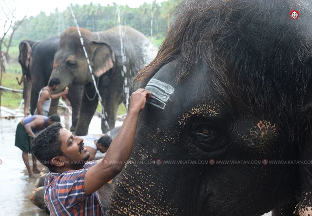 யானைகள் நல்வாழ்வு முகாம் 2019-2020