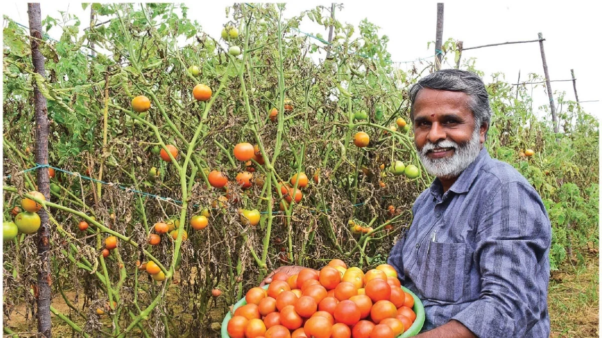 தக்காளி