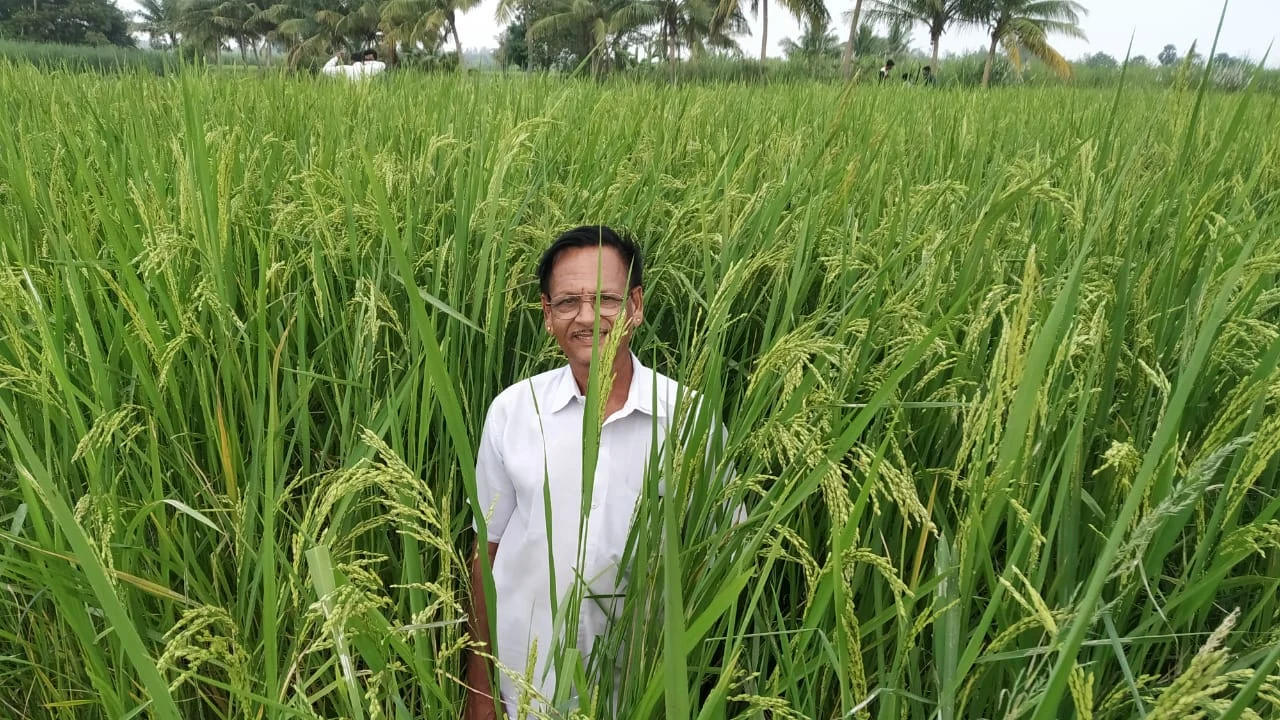 நெல் வயலில் சீனிவாசன்