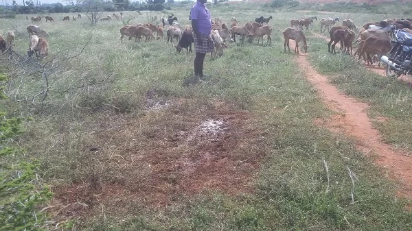 மேய்க்கப்படும் ஆடுகள்