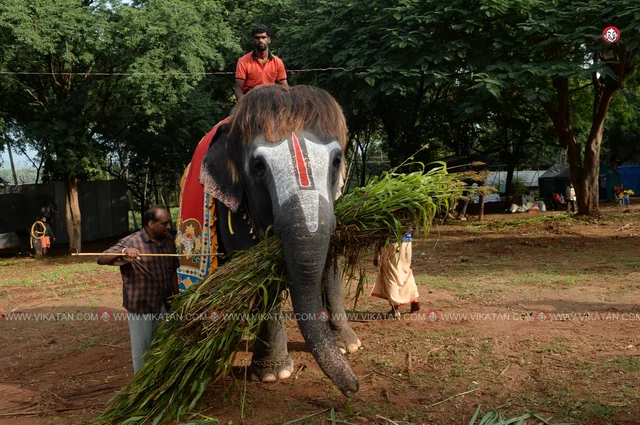 யானைகள் நல்வாழ்வு முகாம் 2019-2020