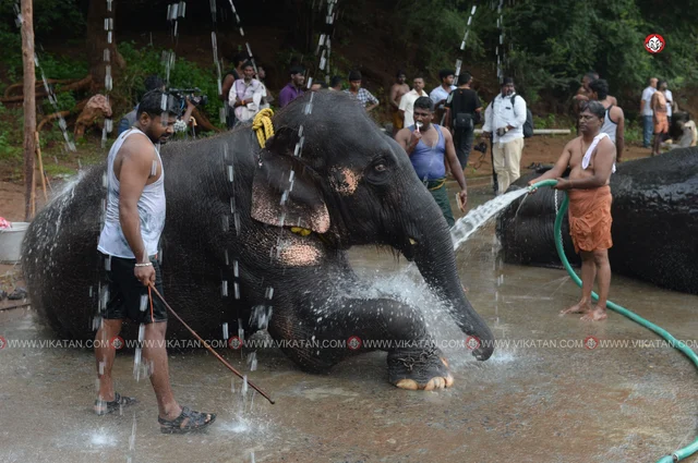 யானைகள் நல்வாழ்வு முகாம் 2019-2020