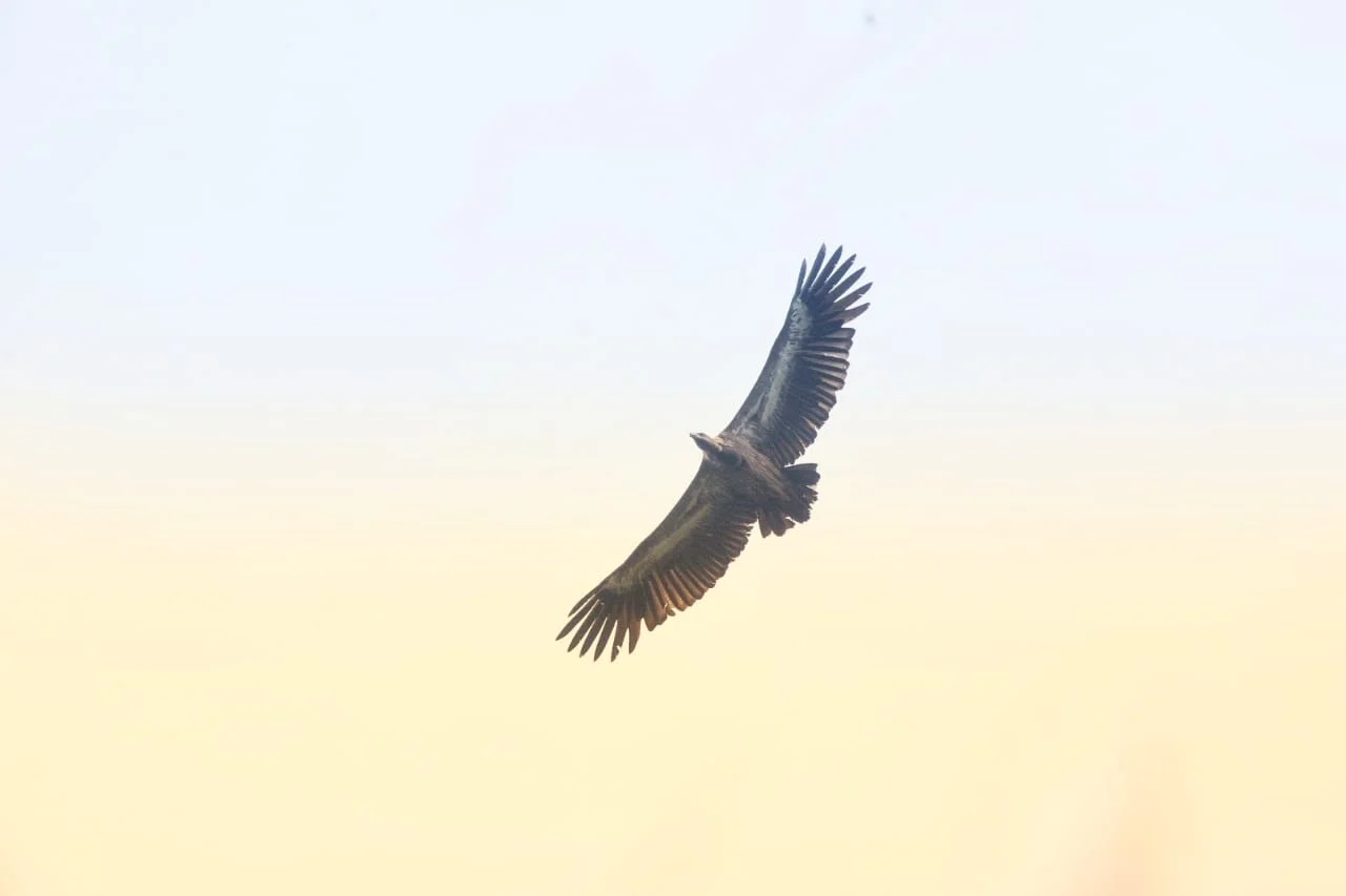 Vulture