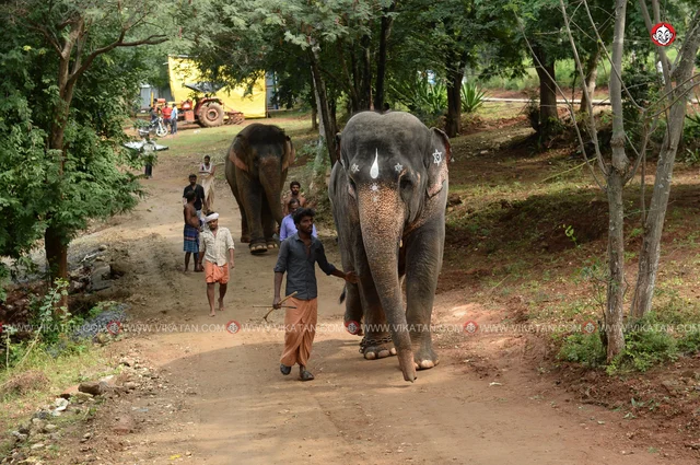 யானைகள் நல்வாழ்வு முகாம் 2019-2020