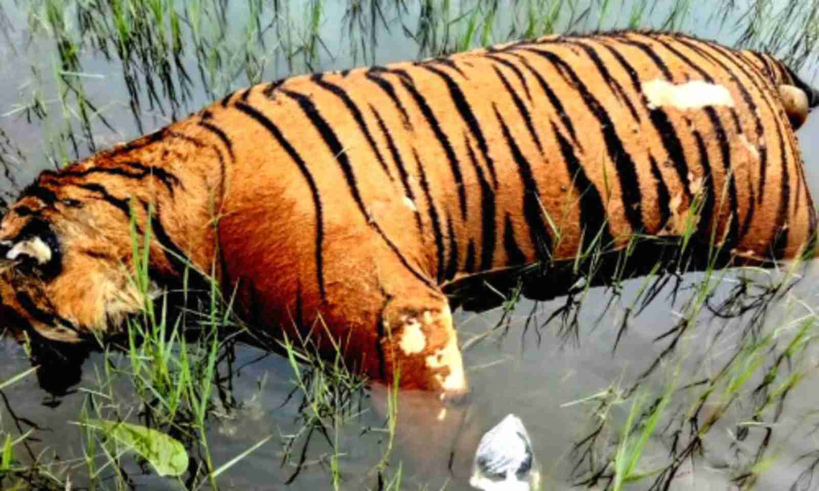 Tiger Carcass