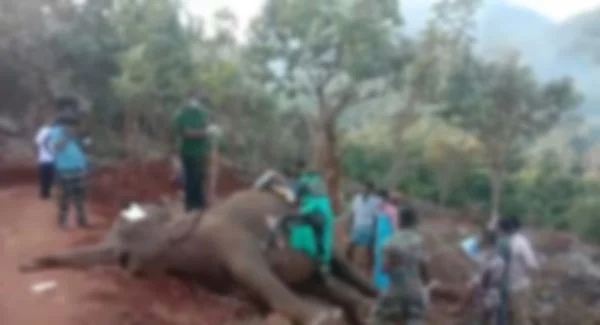 உயிரிழந்த யானை