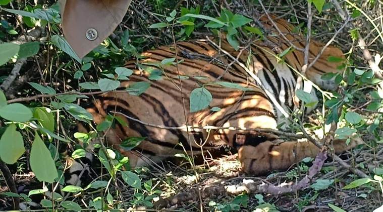Tiger Carcass