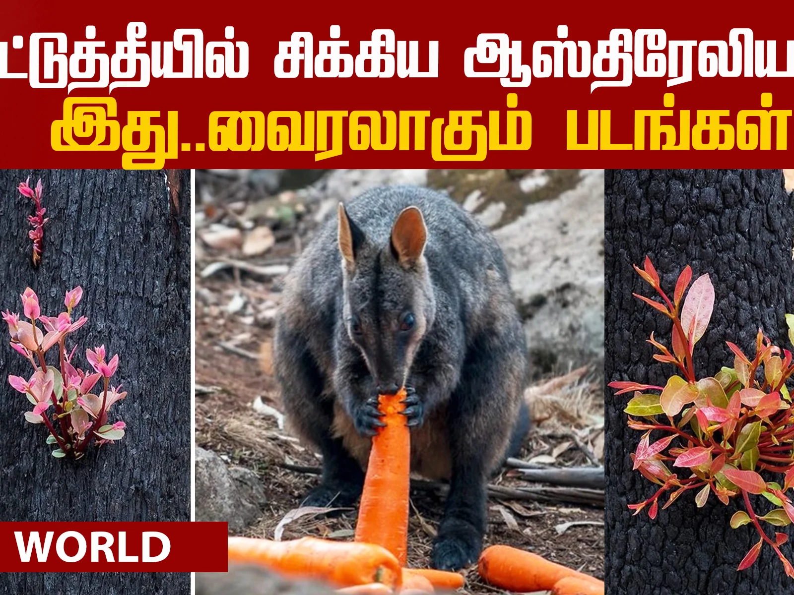 Australia Fire: Viral photos!