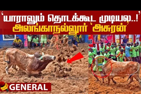 Alanganalur Jallikattu !