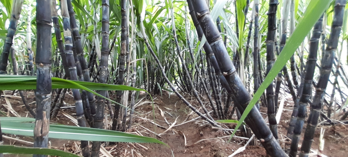 செங்கரும்பு