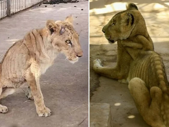 பொருளாதார நெருக்கடி; உணவுப் பற்றாக்குறை! - கம்பீர சிங்கத்தின் சோகமான நிலை #SudanAnimalRescue