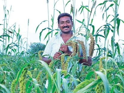 சடை சடையாக விளையும் சடைத்தினை!