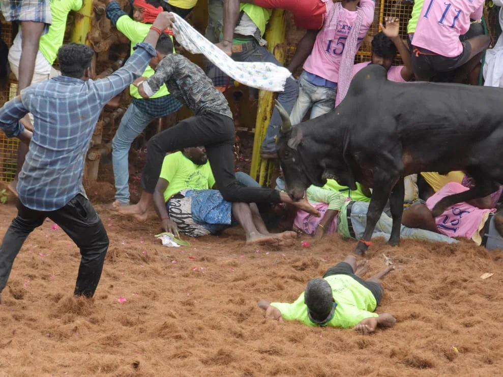 `பாதுகாப்பு வசதிகள் குறைவா?'- புதுக்கோட்டை ஜல்லிக்கட்டில் பார்வையாளர்களை துரத்தும் காயம்