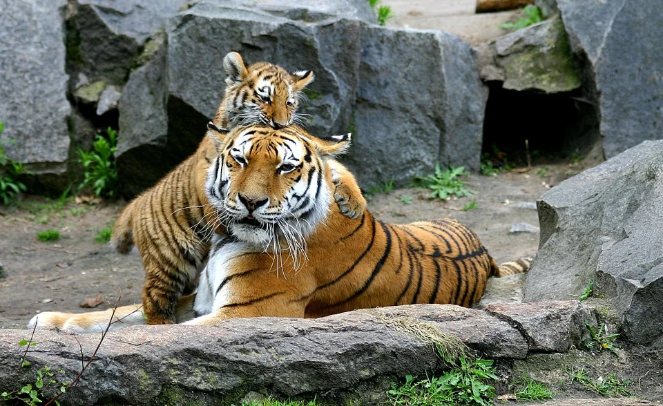 புலிகள்