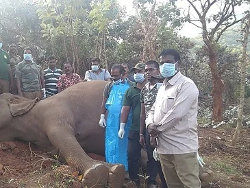 தென்காசி வனப்பகுதியில் உயிரிழந்த யானை! - காரணத்தை அறிய மருத்துவக் குழுவினர் ஆய்வு