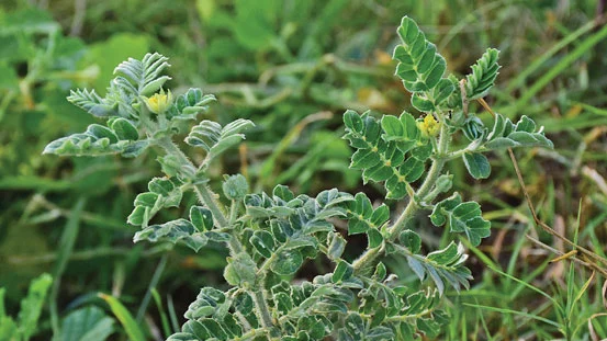 சிறு நெருஞ்சி