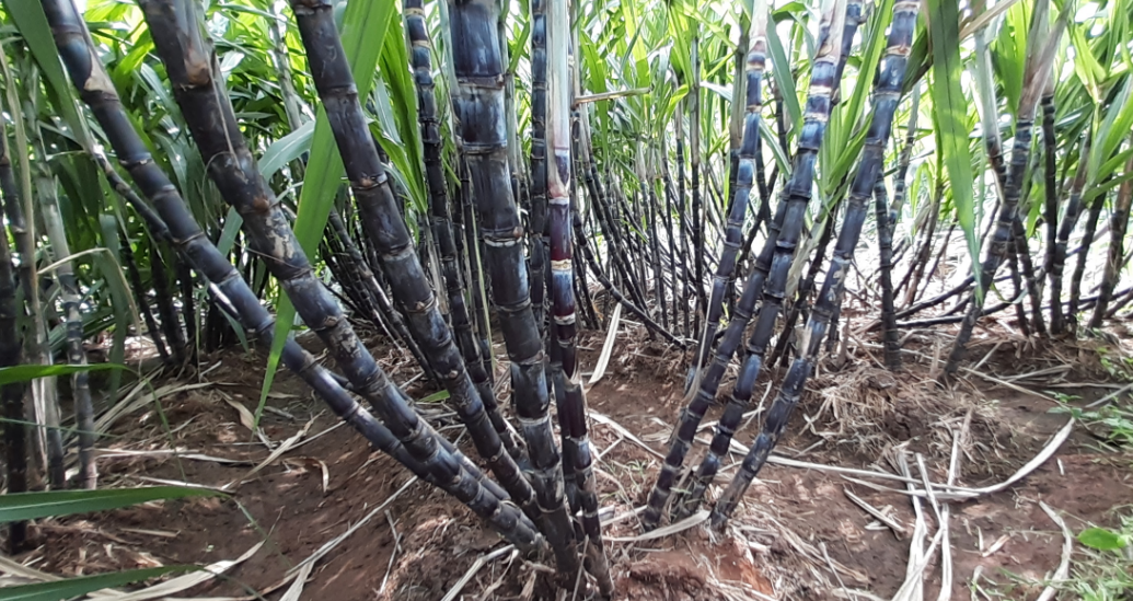செங்கரும்பு