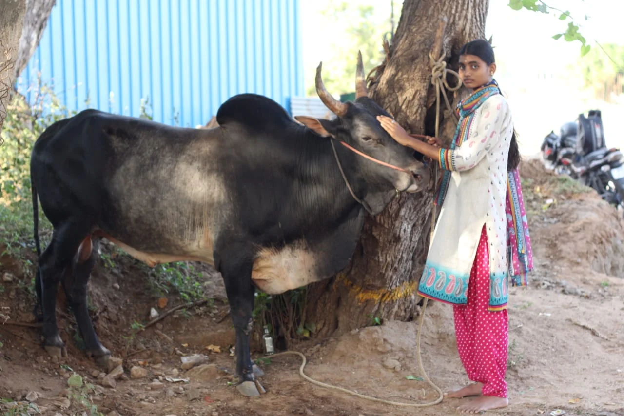 யோக தர்ஷினி - காளையுடன்