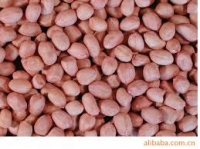 நிலக்கடலை உண்போம்... நீடித்து வாழ்வோம் !