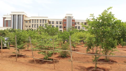 வளர்க்கப்படும் மரங்கள்