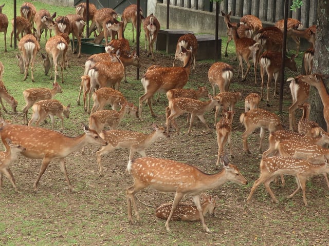 மான்கள்