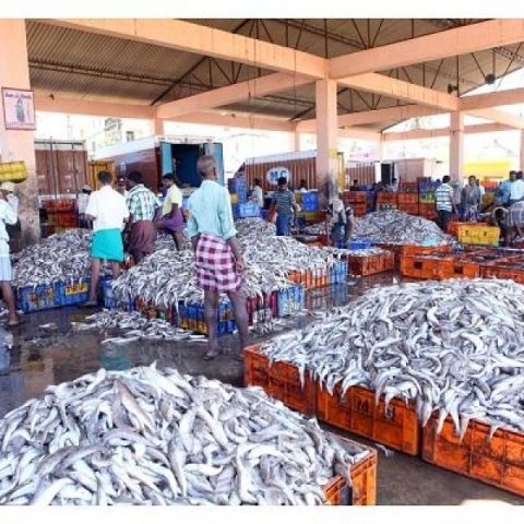 மீன்கள்