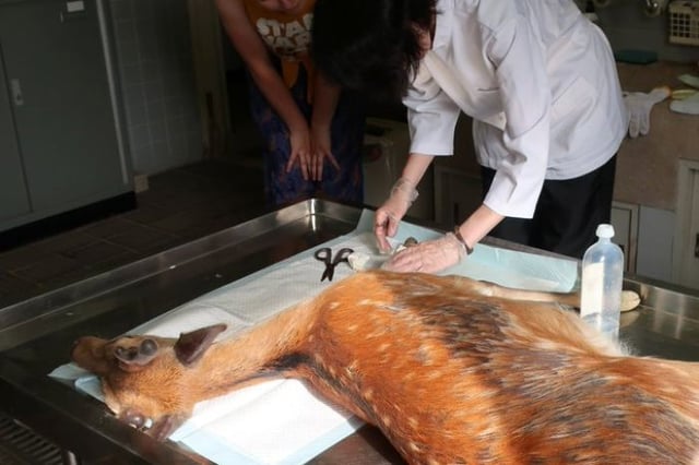 இறந்து போன மான்