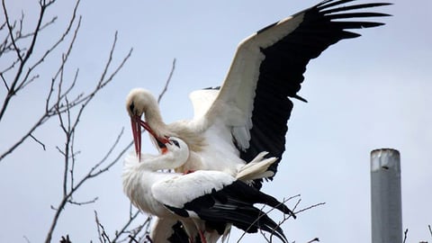 Rescued Stork Malena with Klepetan