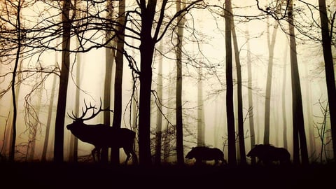 விலங்குகள்