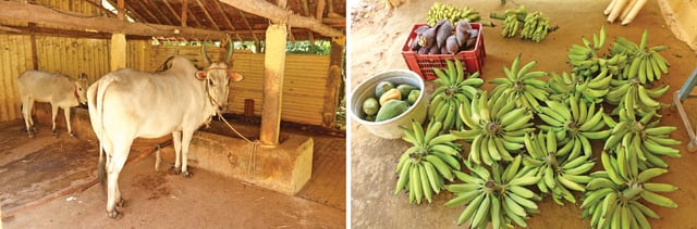 நாட்டு மாடுகள், அறுவடையான வாழை