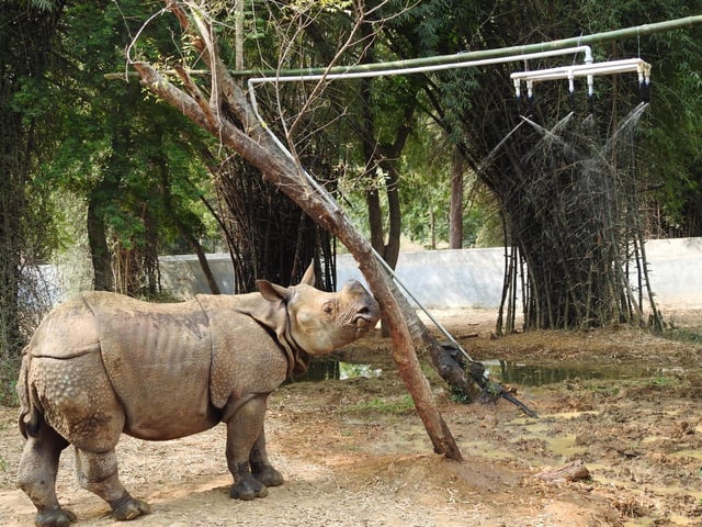 காண்டாமிருகம்