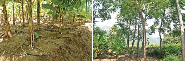 சொட்டுநீர்ப் பாசனக் குழாய், வரப்புப் பயிராக மலைவேம்பு