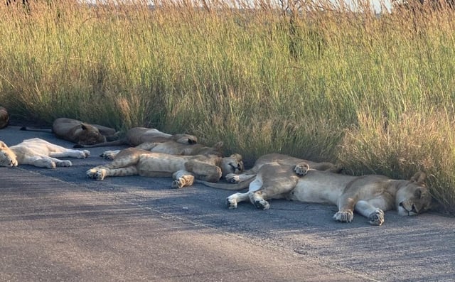 சிங்கம்