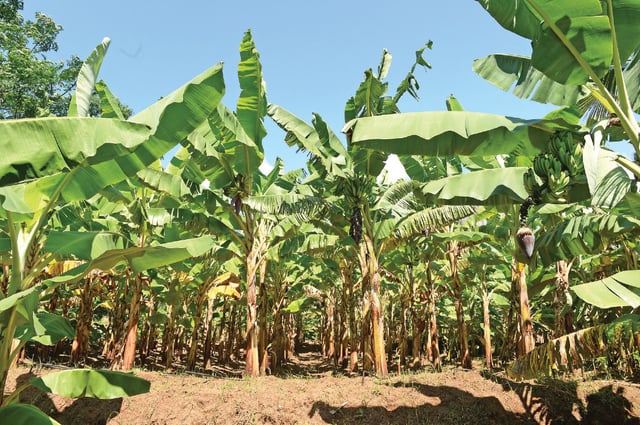 வாழைத்தோட்டம்