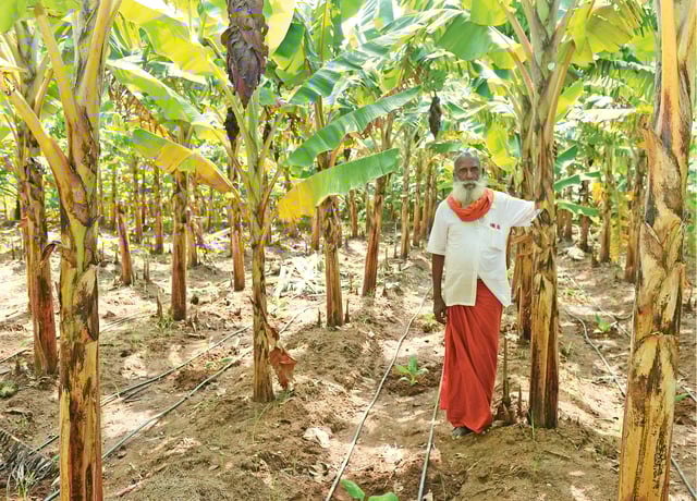 ஒய்யாரமாக வளர்ந்து நிற்கும் வாழைமரங்களுடன் ராமசாமி