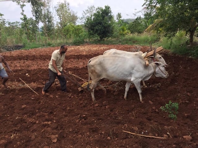 உழவுப் பணியில் கிஷோர்