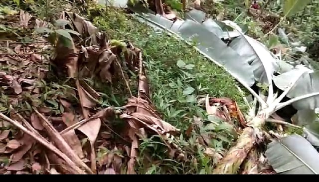 வெட்டப்பட்ட வாழை